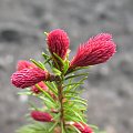 Picea abies 'Rubra Spicata'