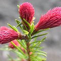 Picea abies 'Rubra Spicata'