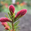 Picea abies 'Rubra Spicata'