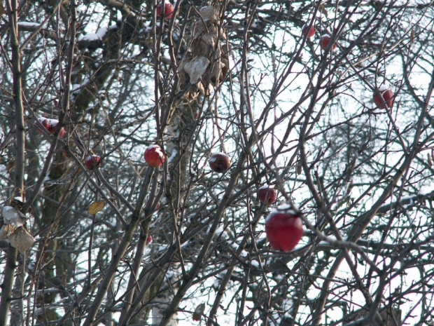 Spacer, Bębło 2007-12-22