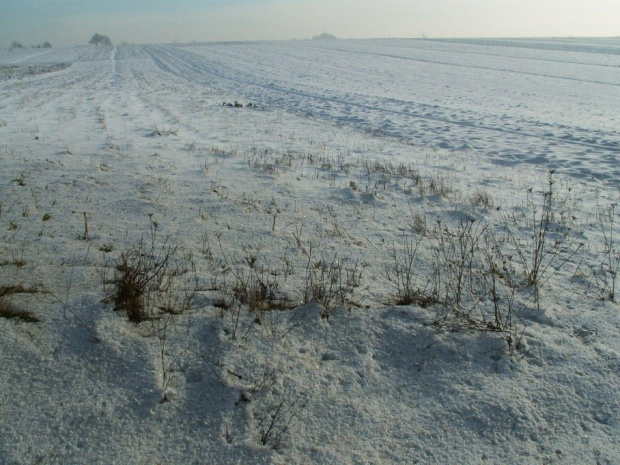 Spacer, Bębło 2007-12-22