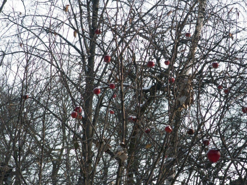 Spacer, Bębło 2007-12-22