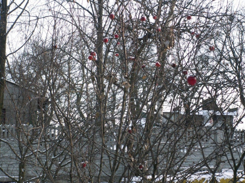 Spacer, Bębło 2007-12-22