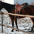 26.12.2007 pierwszy wyjazd po dwóch tygodniach, kopytka OK. powrót ?? "wykopani" z zastępu.